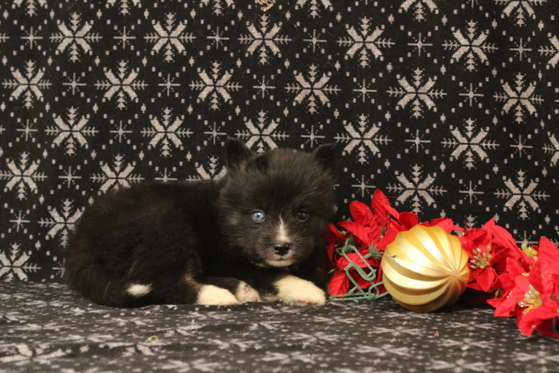 puppy, for, sale, Pomsky, Matthew B. Stoltzfus, dog, breeder, Gap, PA, dog-breeder, puppy-for-sale, forsale, nearby, find, puppyfind, locator, puppylocator, aca